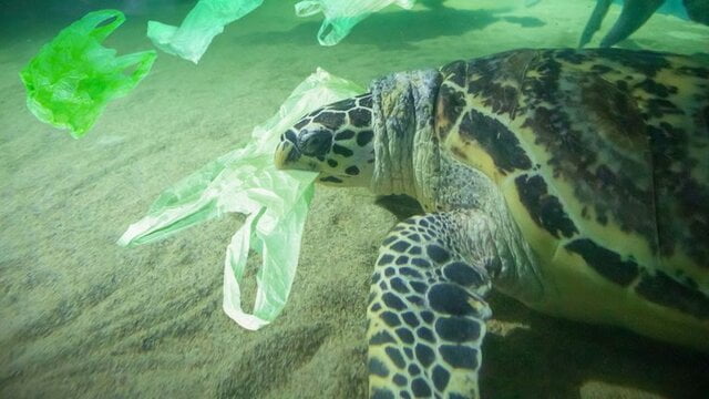 استفاده از کیسه های پلاستیکی به قیمت به خطر انداختن جان مردم و حیوانات وحشی